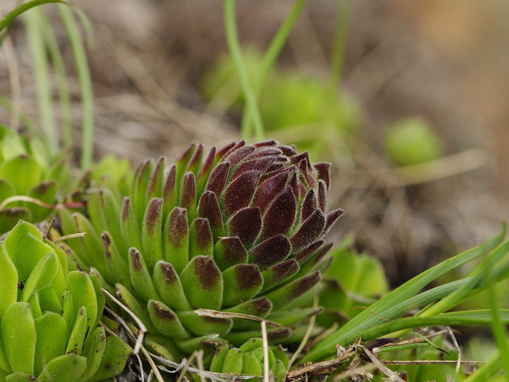 Reisebericht: Veľký Grič 1