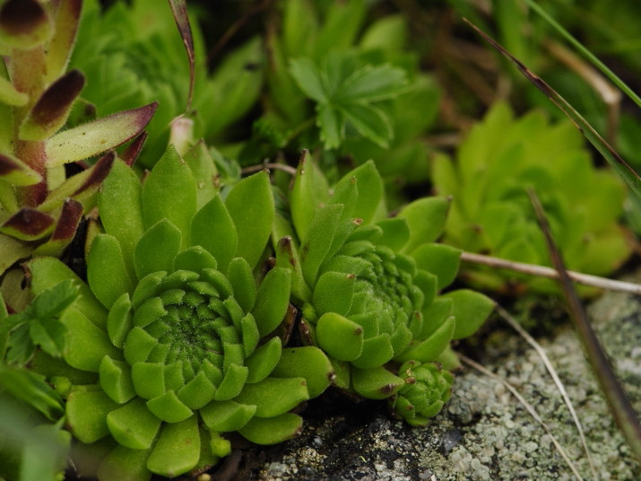 Reisebericht: Baníkovské sedlo