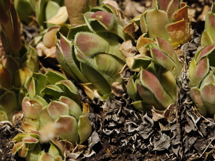Reisebericht: Kozjak , SO Abhang