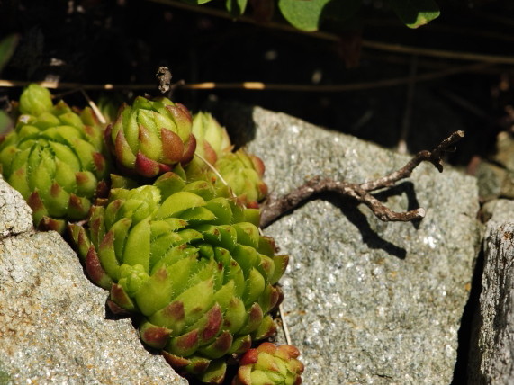 Reisebericht: Jarzabczy Wierch, NO Abhang