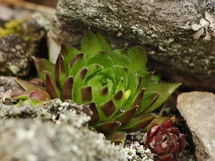 Reisebericht: Makovište 2