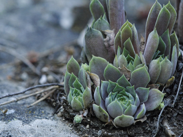 Reisebericht: Beli Iskar