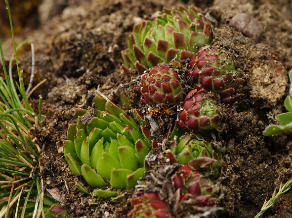 Reisebericht: Týřov