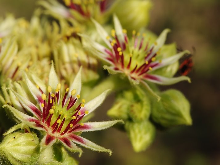Reisebericht: Prolom Banja, Mitte
