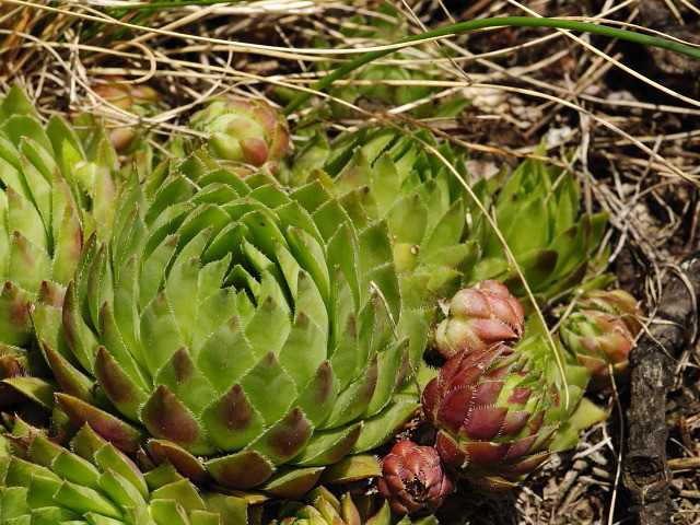 Reisebericht: Žarnov 2