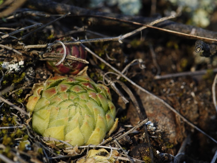 Reisebericht: Trubínský vrch