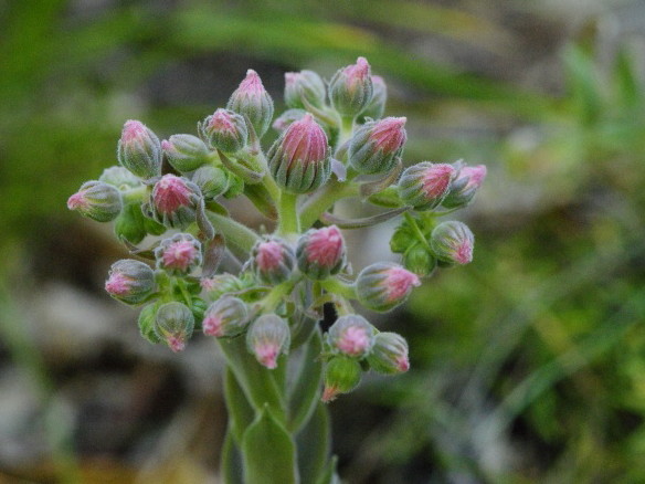 Reisebericht: Rila (oberhalb des Klosters)