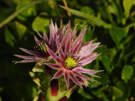 Reisebericht: Zbojnícka pláň, W