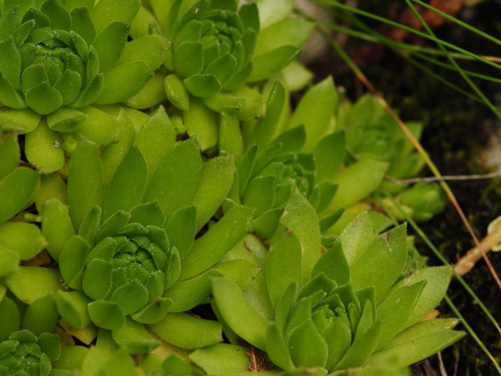 Reisebericht: Račkova dolina