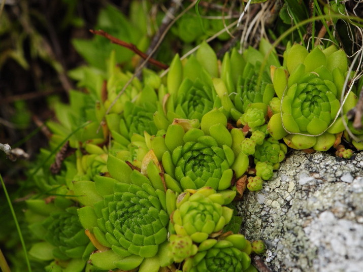 Reisebericht: Jalovská kopa, Abhang