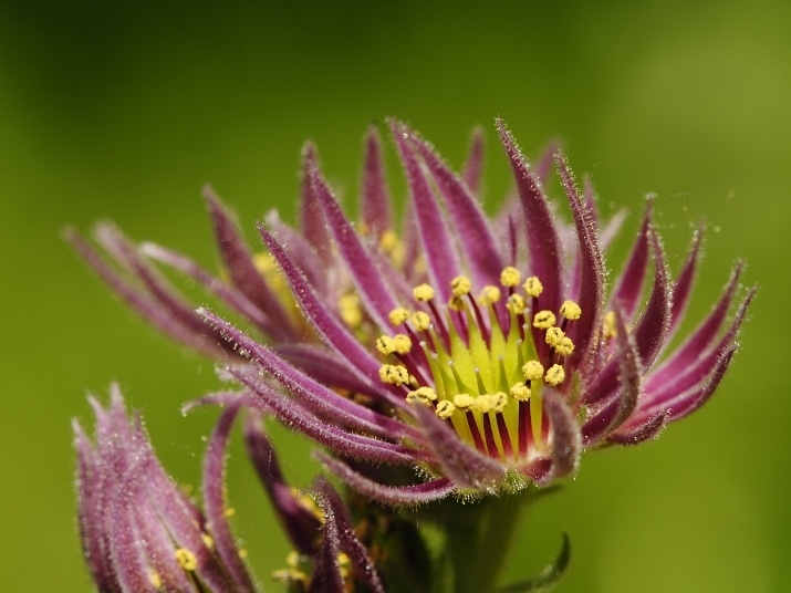 Reisebericht: Kozi Wierch