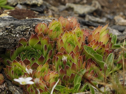 Reisebericht: Golem Korab, Abhang