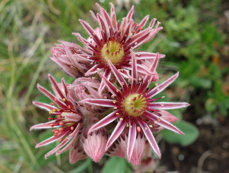Reisebericht: Durmitor NP (2 forms)