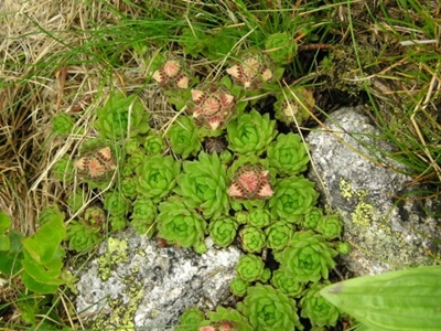Rosetten und Blüten