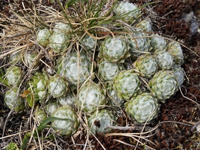 arachno eisacktal feldthurns
