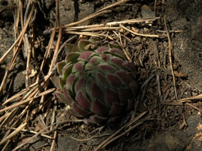 globiferum Gulsen