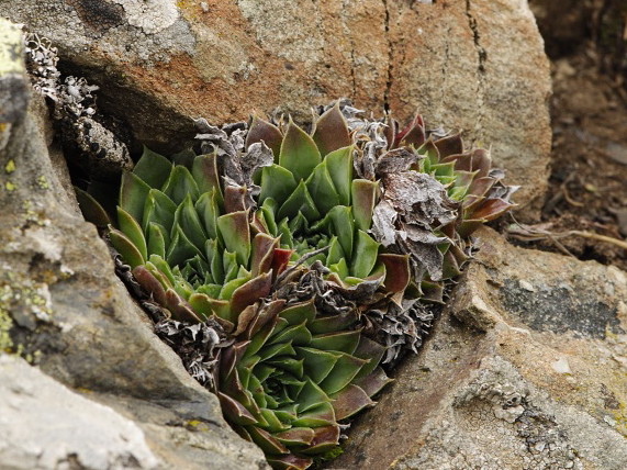 Reisebericht: Stogovo, 2195m
