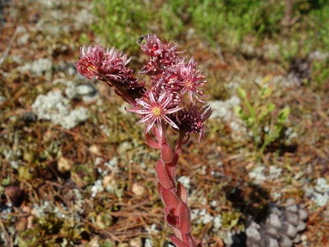 Reisebericht: Hridski jezero
