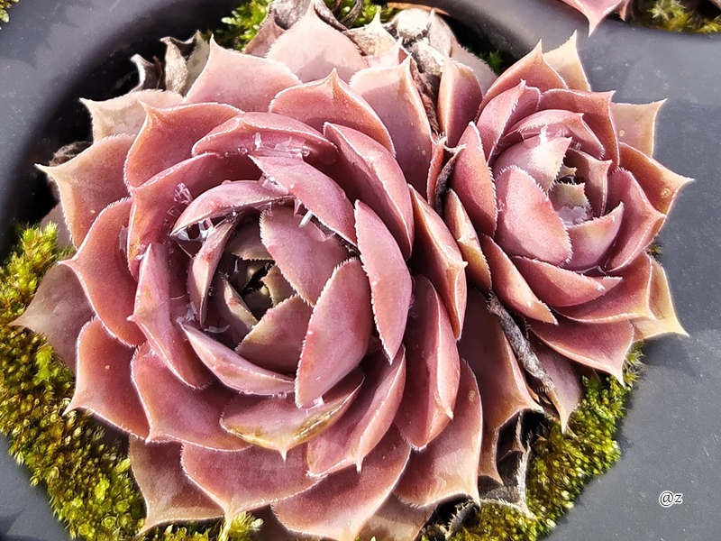 Pink Lotus