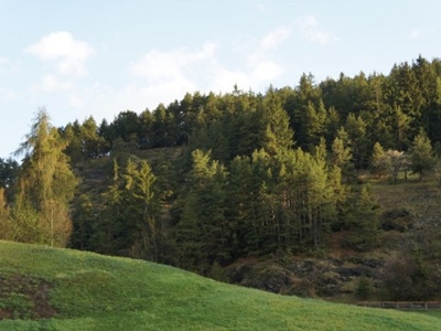 Wald-Titelbild