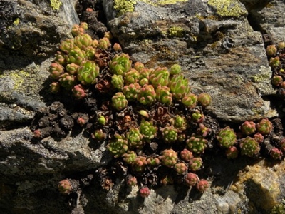 Titelbild S. montanum