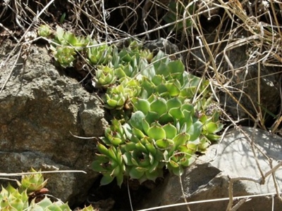 Villnösstal tectorum