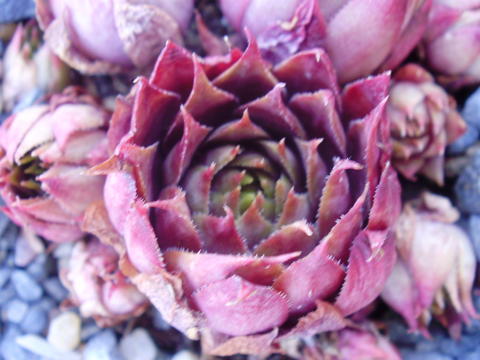 Violaceum Heigham