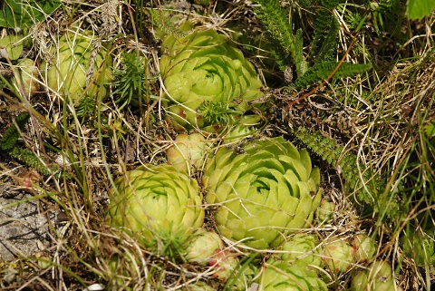 Reisebericht: Nevděk