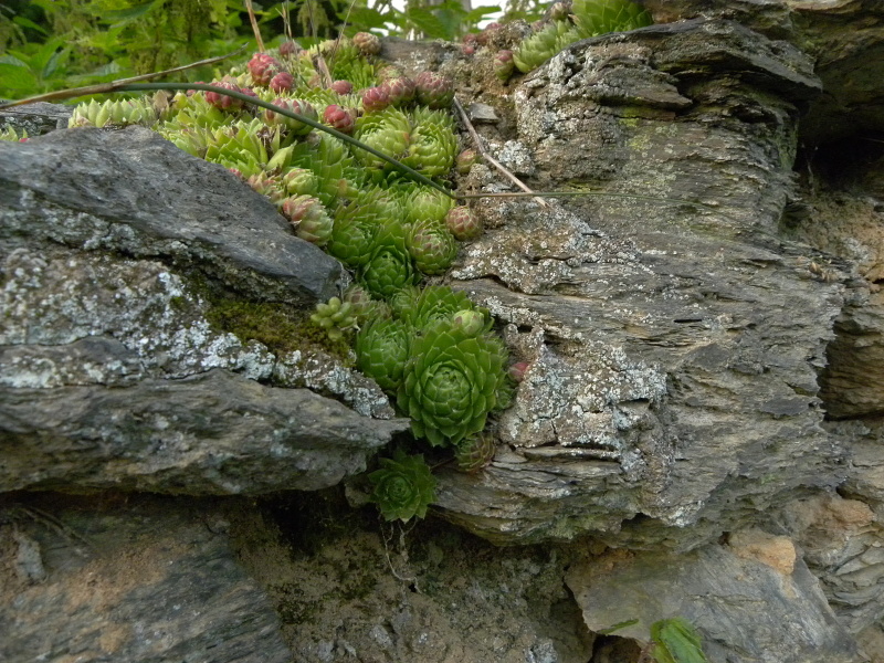 Reisebericht: Habrová, Zaun (kein Naturstandort)