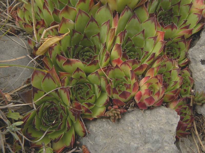 Reisebericht: Pedraforca, Abhang 1