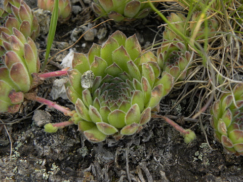 Reisebericht: Vreteno2