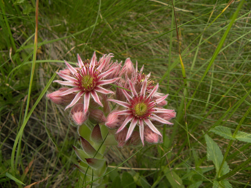 Reisebericht: Crvena greda, Abhang
