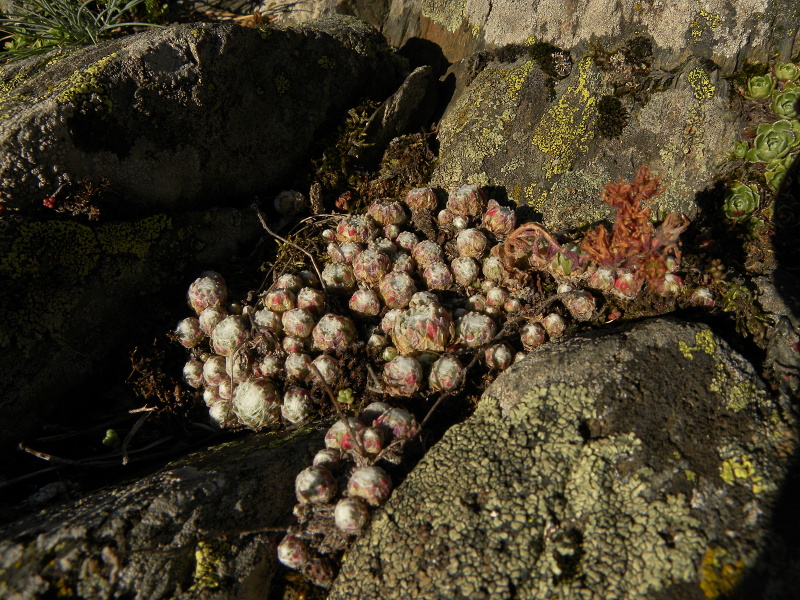 Reisebericht: Sant Maurici, Brücke 1
