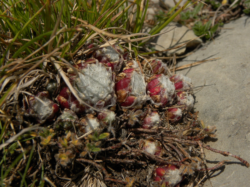 Reisebericht: Torreta de Cadí, Abhang