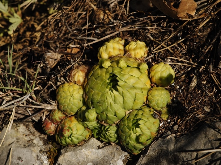 Reisebericht: Hostim, Vysoká stráň, unten