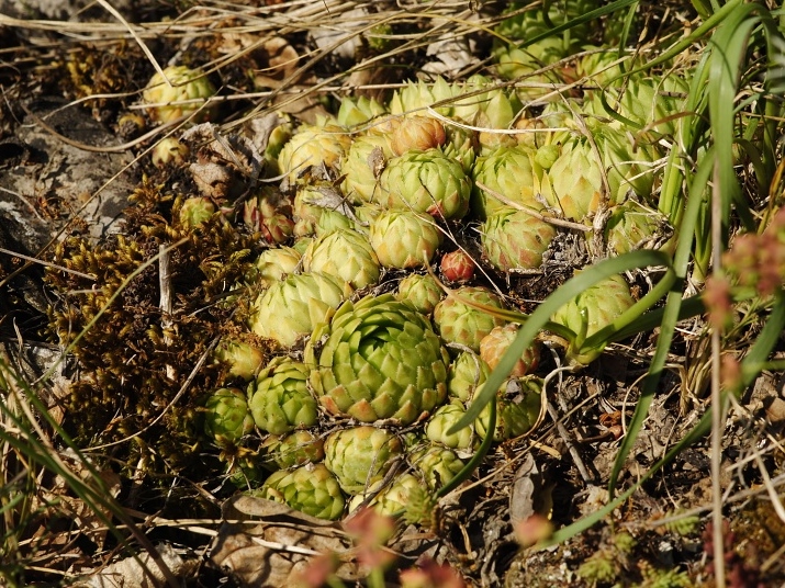 Reisebericht: Srbsko, nordöstlich
