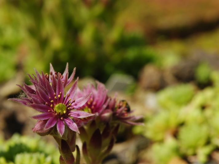 Reisebericht: Sattel Alans