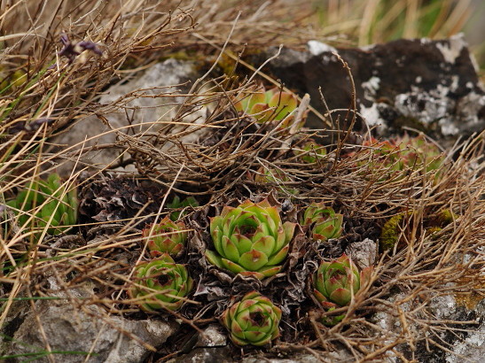 Reisebericht: Dol Lisična