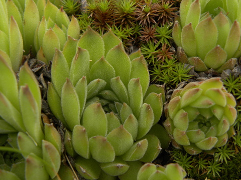 Reisebericht: Valušnica (unten)