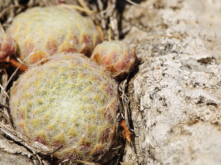 Reisebericht: Gorno Čičevo (oberhalb)