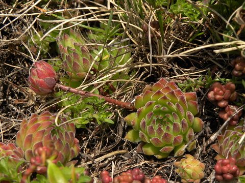 Reisebericht: Ljuboten 2
