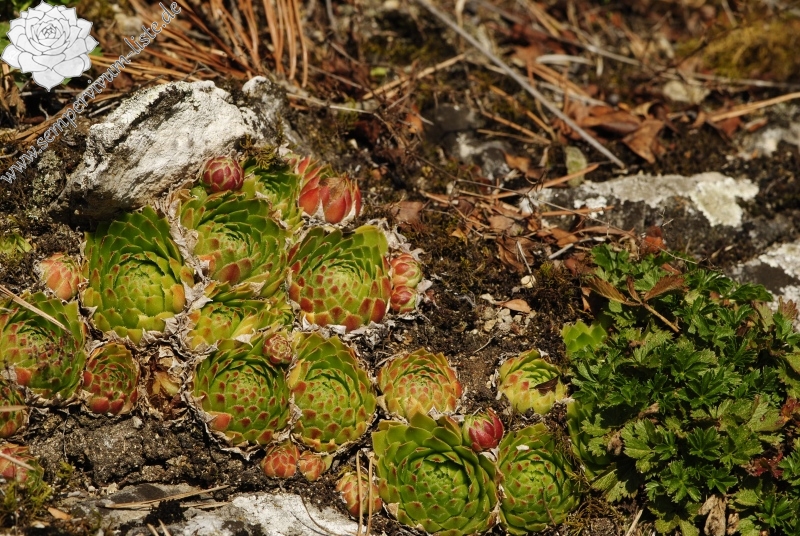 globiferum ssp. globiferum from Rabí (Straße, SW) 