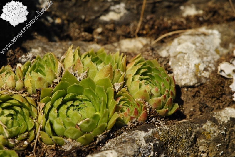 globiferum ssp. globiferum from Rabí (Podrabský mlýn) 