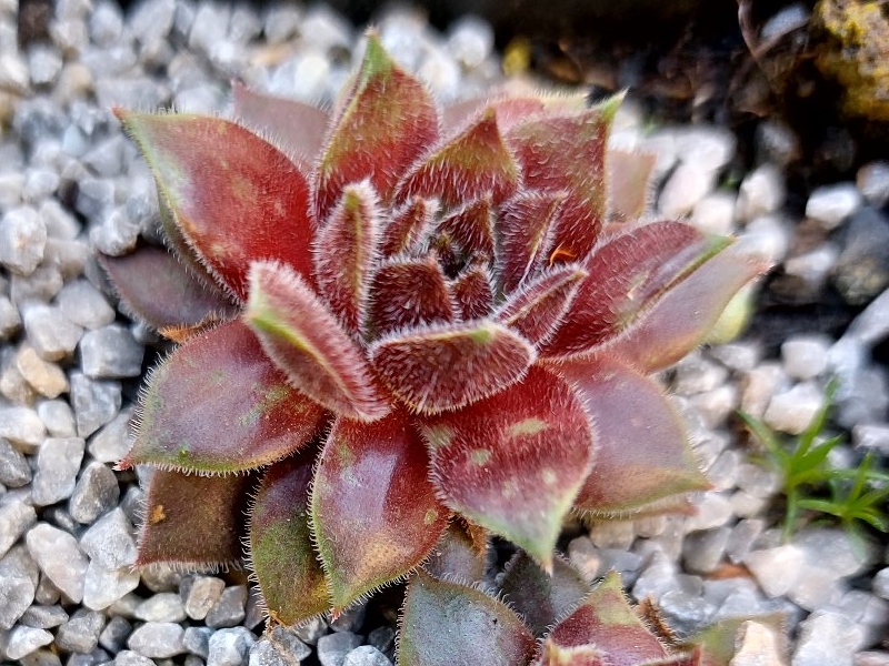 Korspelse Idiatu