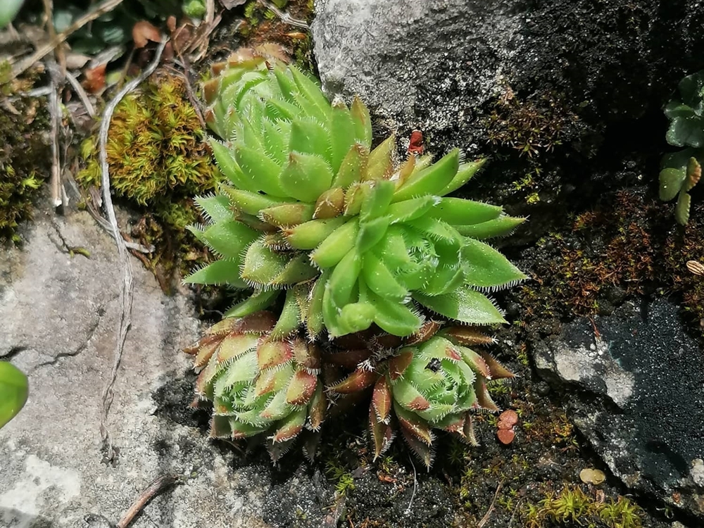 globiferum ssp. hirtum (hirtum) from Hochblaser