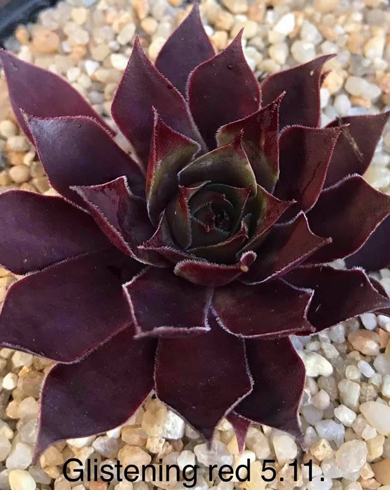 Glistening red
