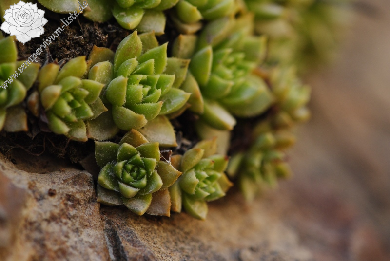 staintonii from Yusufeli, 7 km N