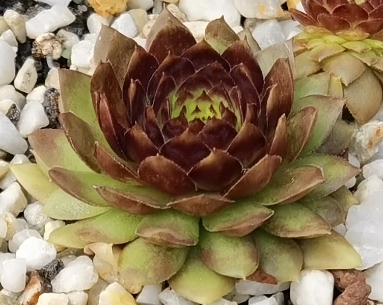 Copper Rockoon