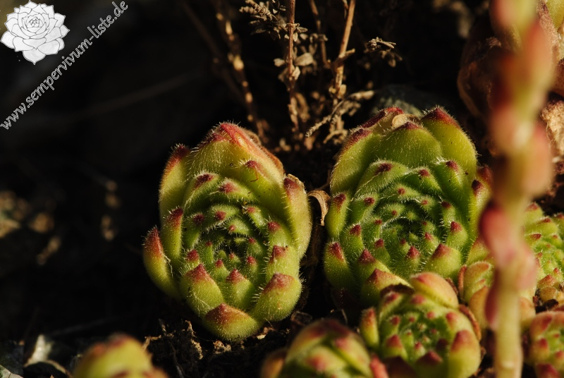 artvinense from Yaylalar, NO Rand