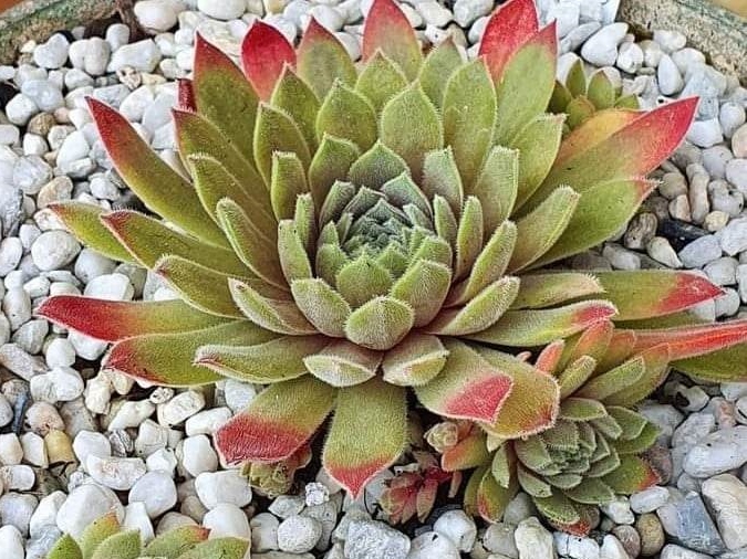 Mamamia